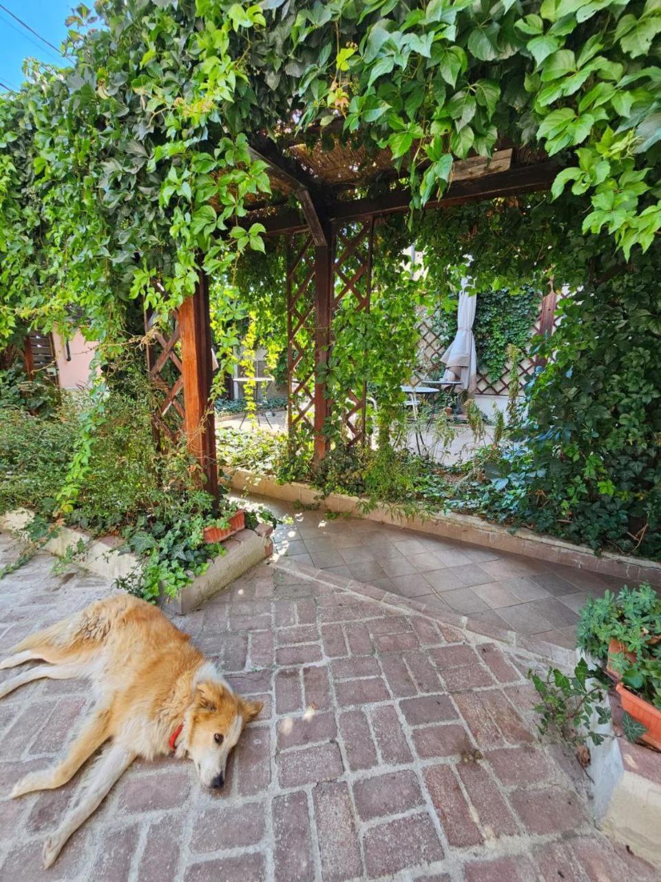 Vila Flavia B&B コンスタンツァ エクステリア 写真
