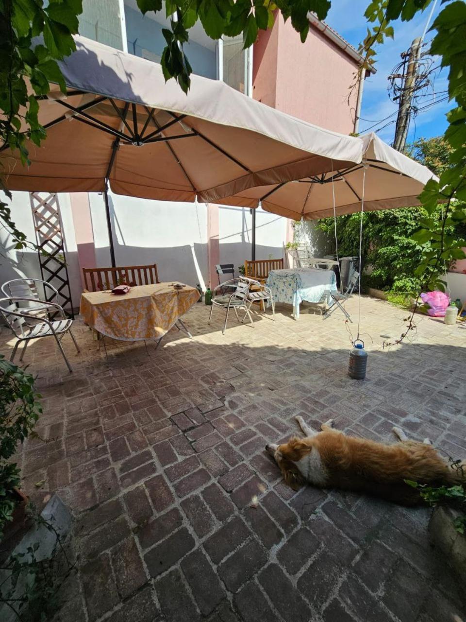 Vila Flavia B&B コンスタンツァ エクステリア 写真